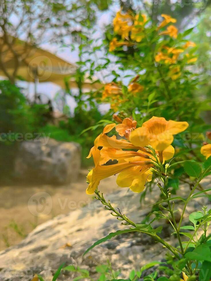 In the garden of life, flowers are the poetry. Each bloom, a verse of vibrant colors, delicate fragrances, and nature is tender artistry that whispers beauty into our hearts. photo