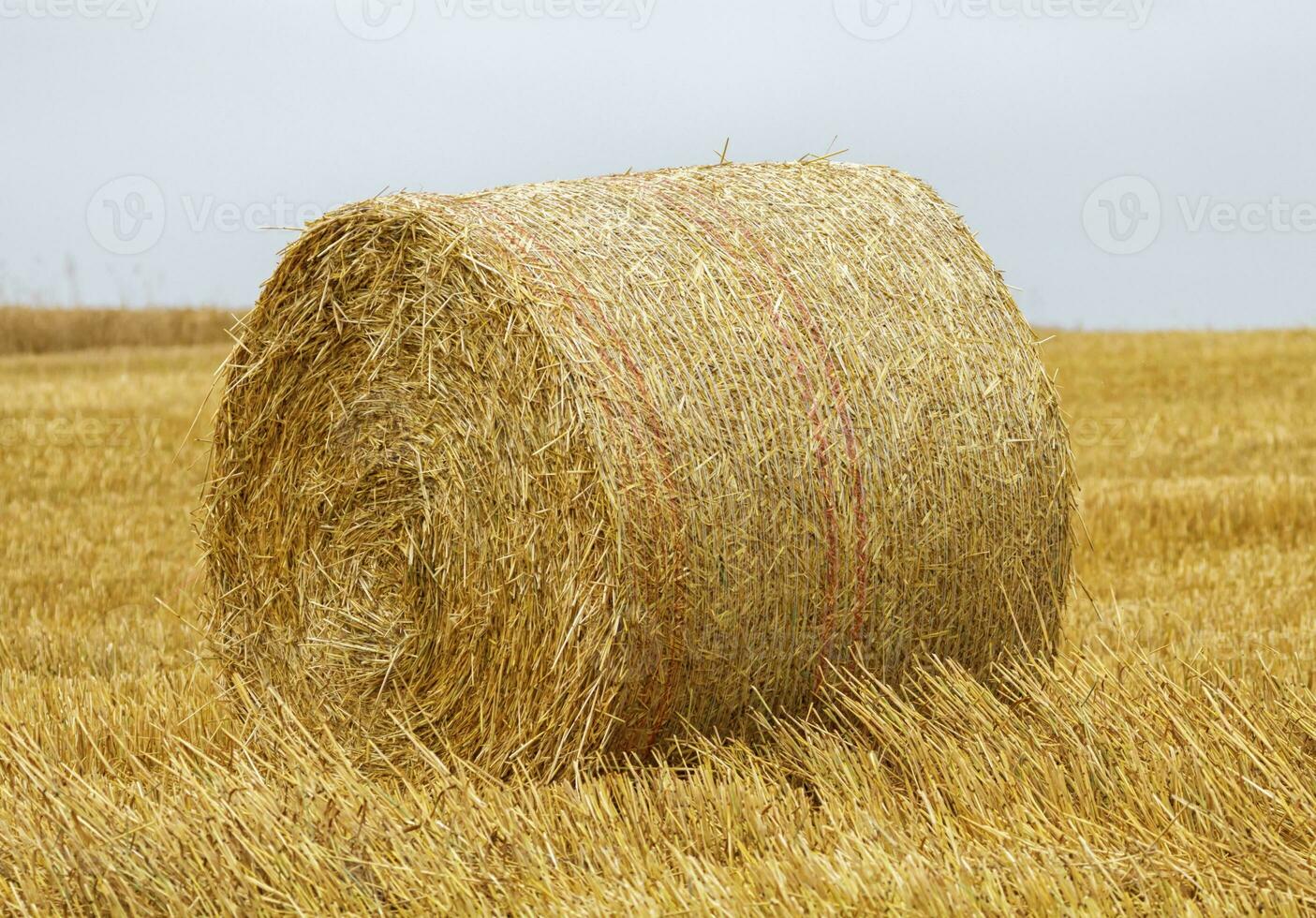 Big round bale of straw in a field after harvest photo