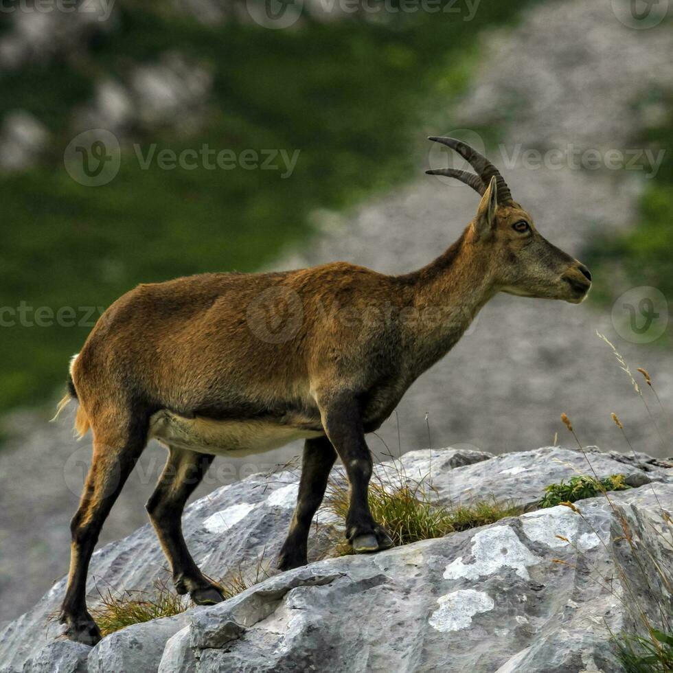 Female wild alpine, capra ibex, or steinbock photo