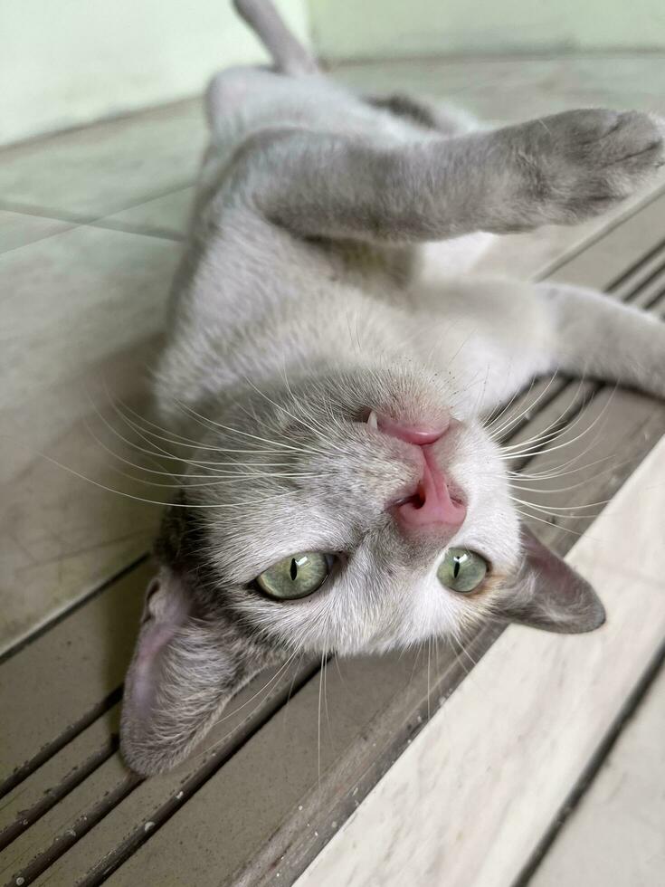 Bored white and black stray cat with laying up pose. Visible one cat fang teeth with sharp green eyes photo. photo