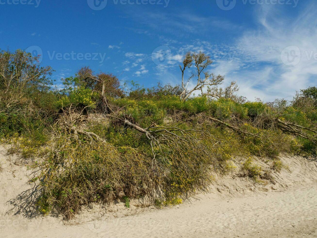 the island of Langeoog photo