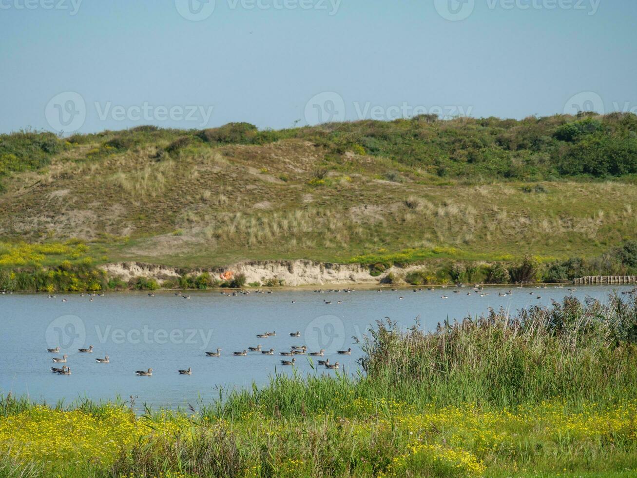 the island of Langeoog photo