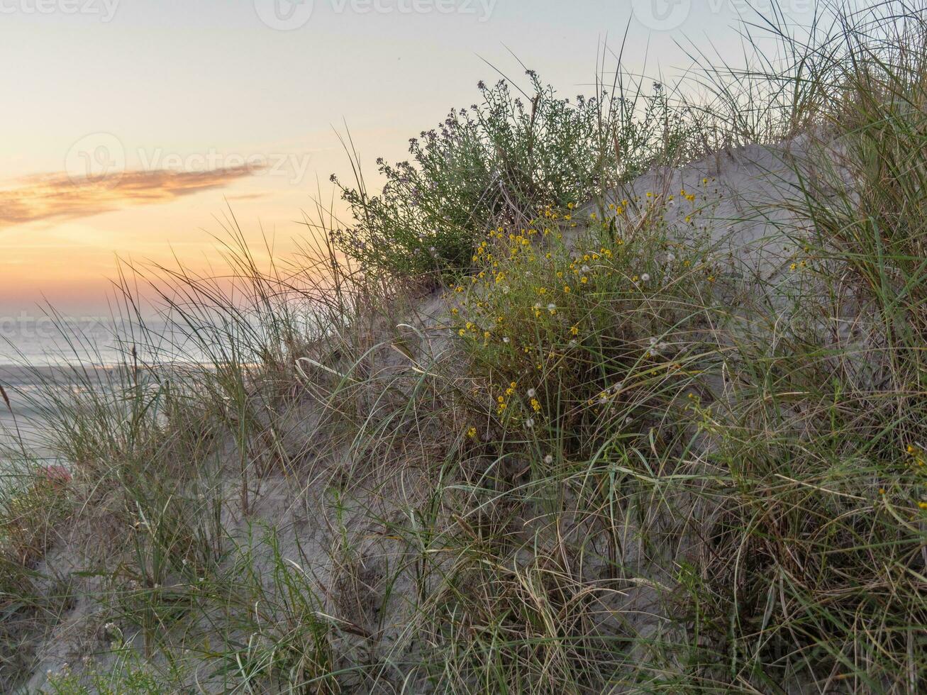 the island of Langeoog photo