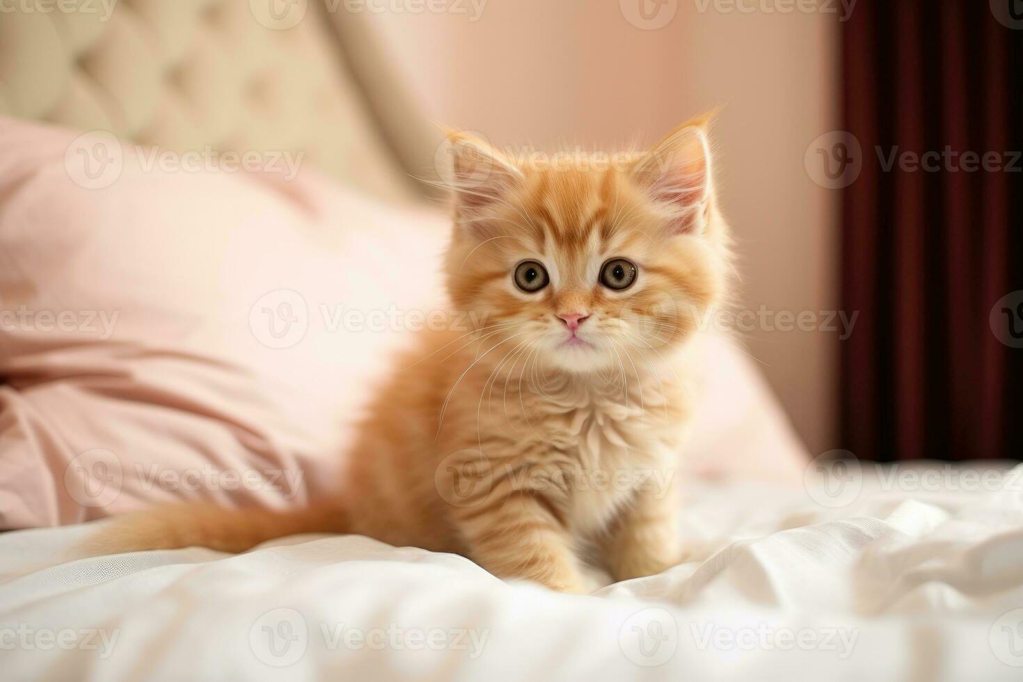 A small kitten of the British shorthair cat breed. AI generated photo