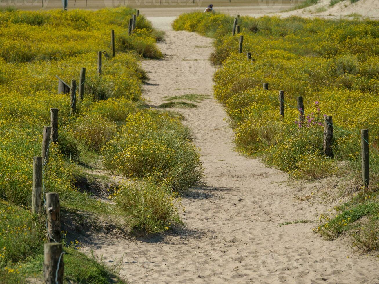 langeoog island in germany photo