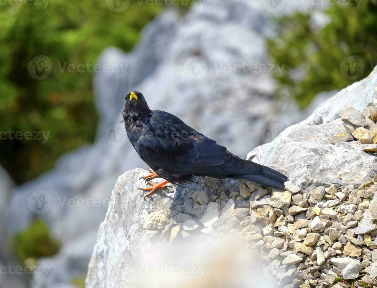 Alpine chough, or yellow-billed chough, Pyrrhocorax graculus photo