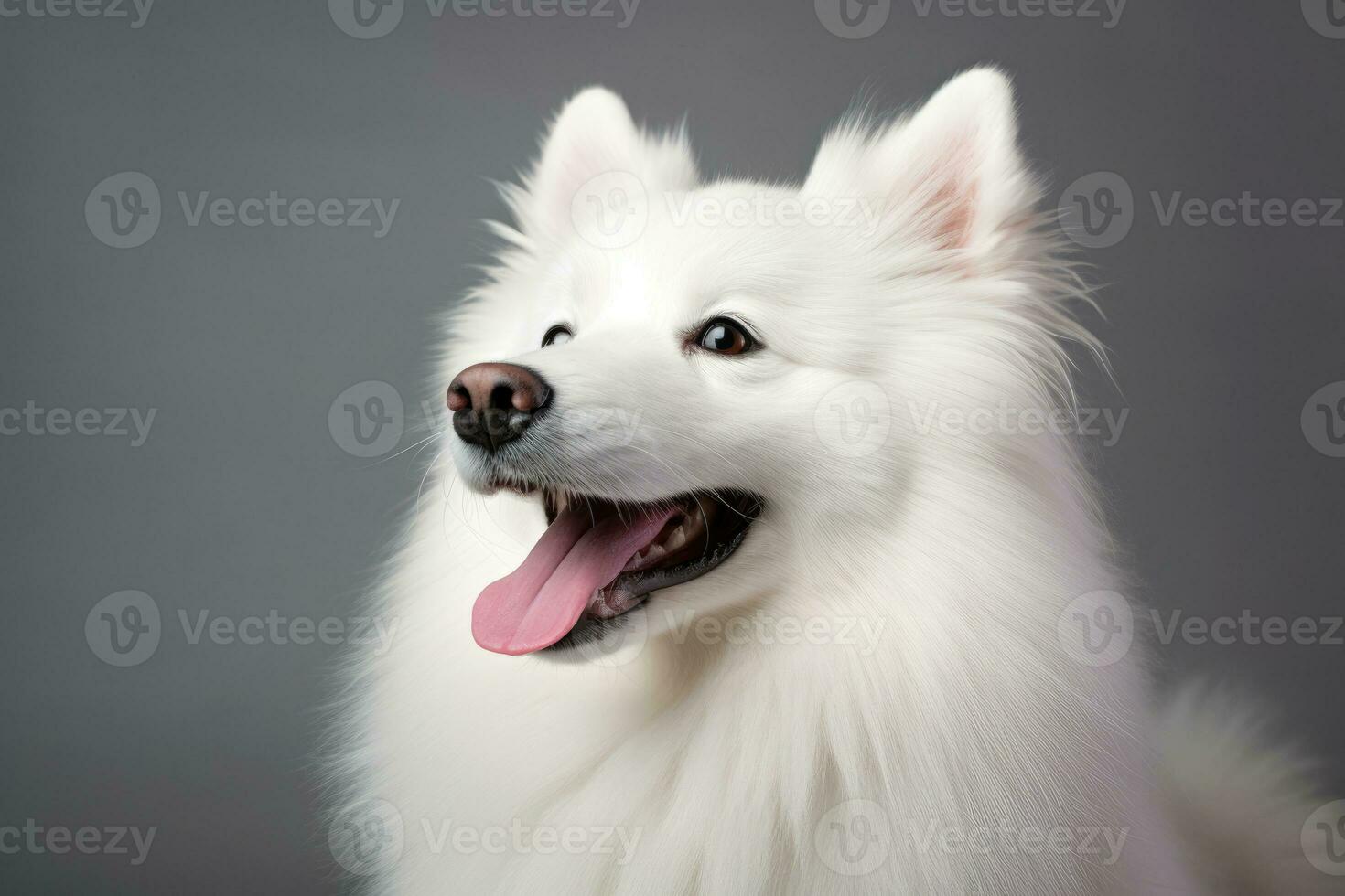 Portrait of a Pomeranian dog. AI generated photo