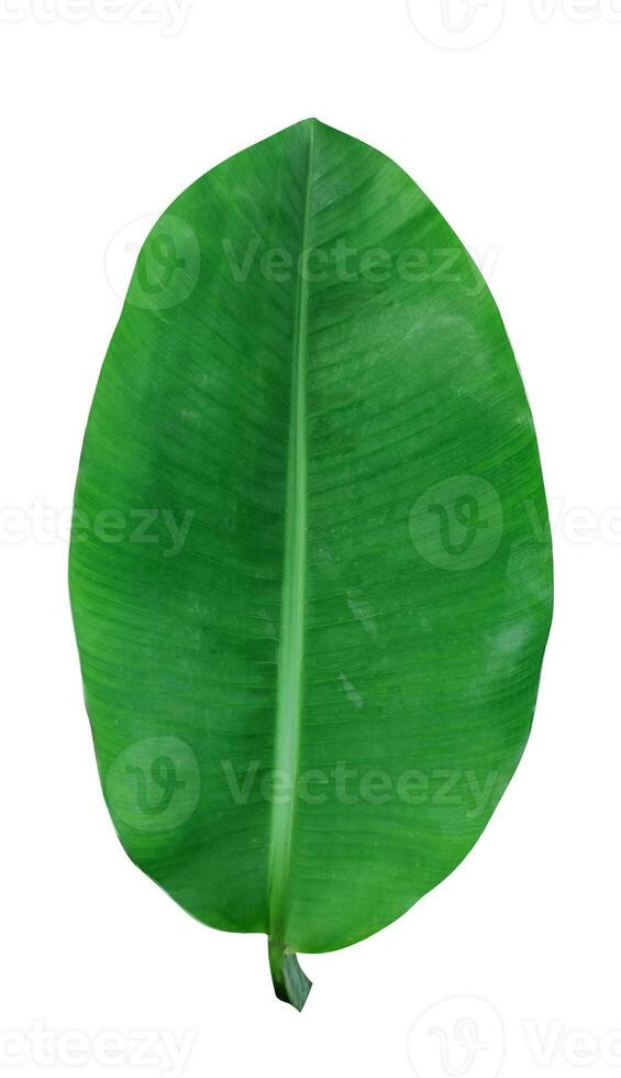green banana leaves on a white background, green, leaf, plant, eco, nature, tree branch, isolated, close up, background, natural, tree, fresh, garden, spring, summer, foliage photo