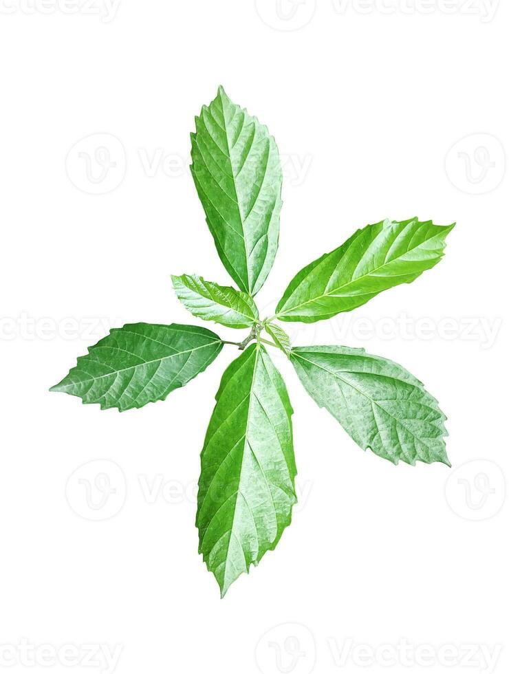 a leaf with green leaves on a white background, a single green leaf on a white background, a green leaf of lychee with leaves on it, leaf, plant, eco, nature, tree branch, photo