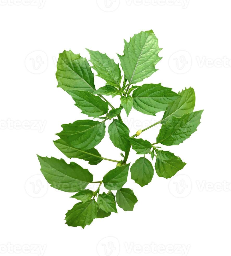 un planta con verde hojas en un blanco fondo, un verde planta con hojas en blanco fondo, verde hojas , verde, hoja, planta, ecológico, naturaleza, árbol rama, aislado, cerca arriba, fondo, natural, foto
