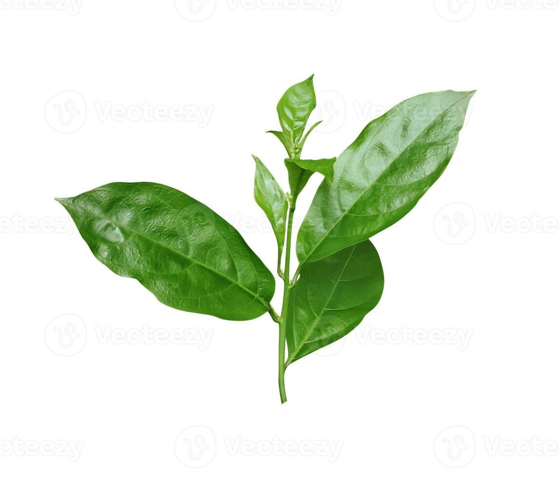 a green leaf is shown on a white background, green leaves green, leaf, plant, eco, nature, tree branch, isolated, close up, background, natural, tree, fresh, garden, spring, summer, foliage, photo