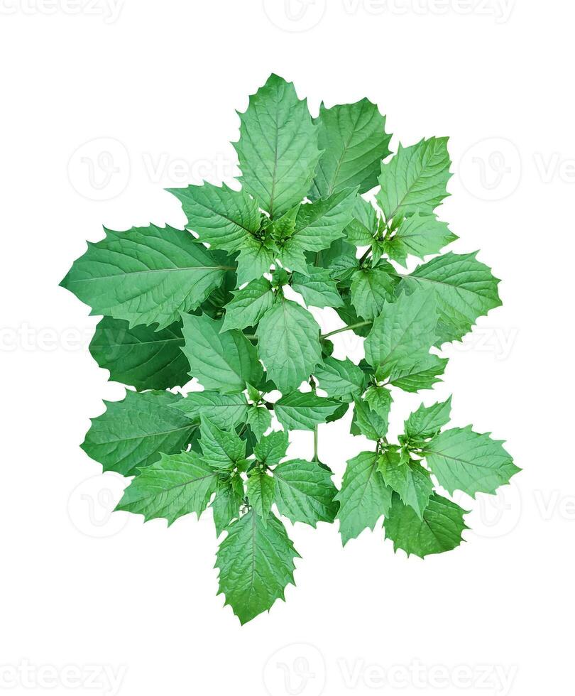 a plant with green leaves on a white background, a green leaf of Jasmine flower on a white background, green, leaf, plant, eco, nature, tree branch, isolated, close up, background, natural, tree, photo