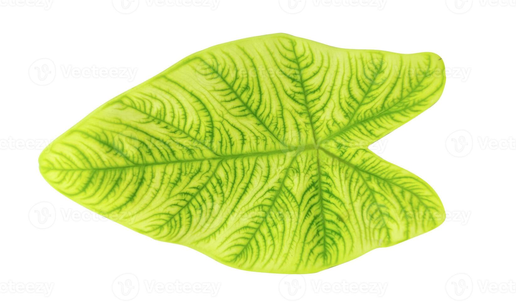a large green plant with leaves on it, green leaf isolated on white, a large green leaf on a white background photo