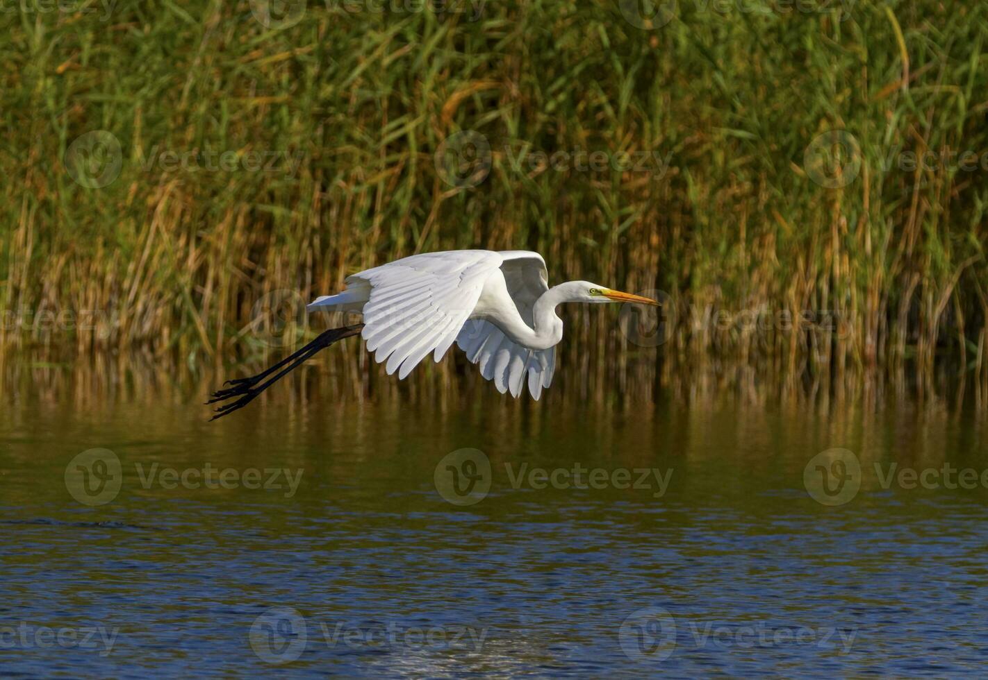 Great egret, ardea alba, flying, Neuchatel lake, Switzerland photo