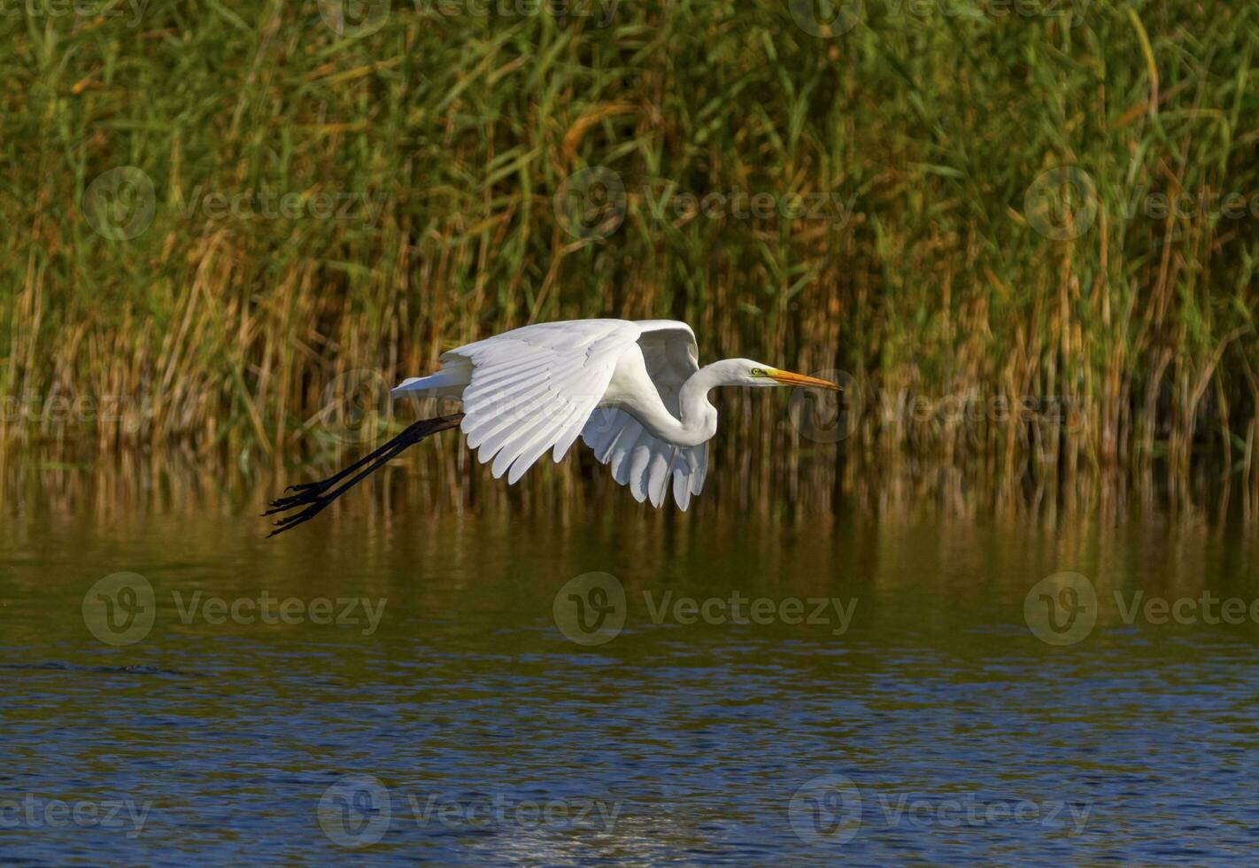 genial garceta, Ardea alba, volador, neuchatel lago, Suiza foto