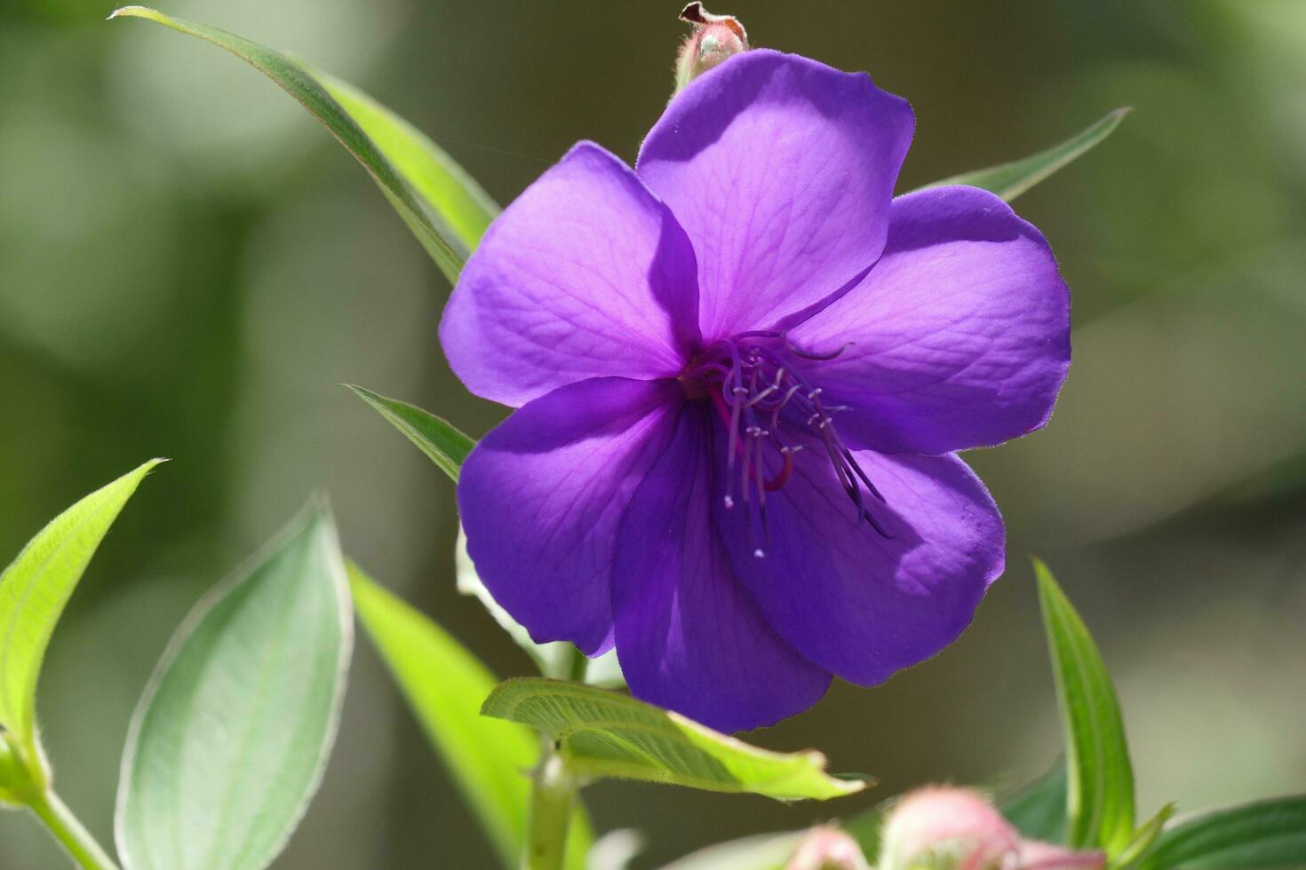 un púrpura flor con verde hojas en el antecedentes foto