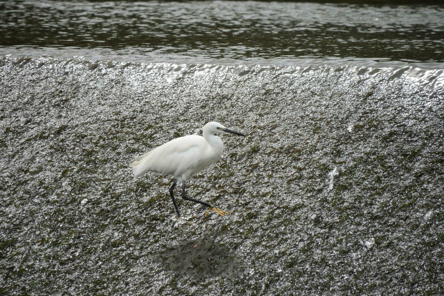 a snowy egret with long legs standing in the river photo