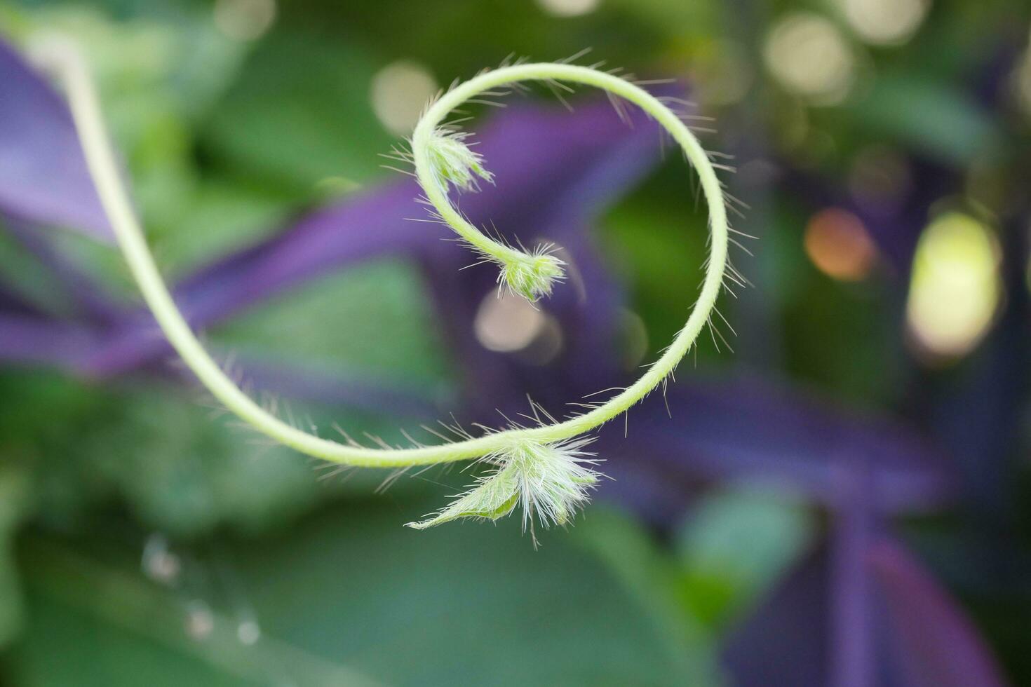 a close up of a plant with a spiral shape photo