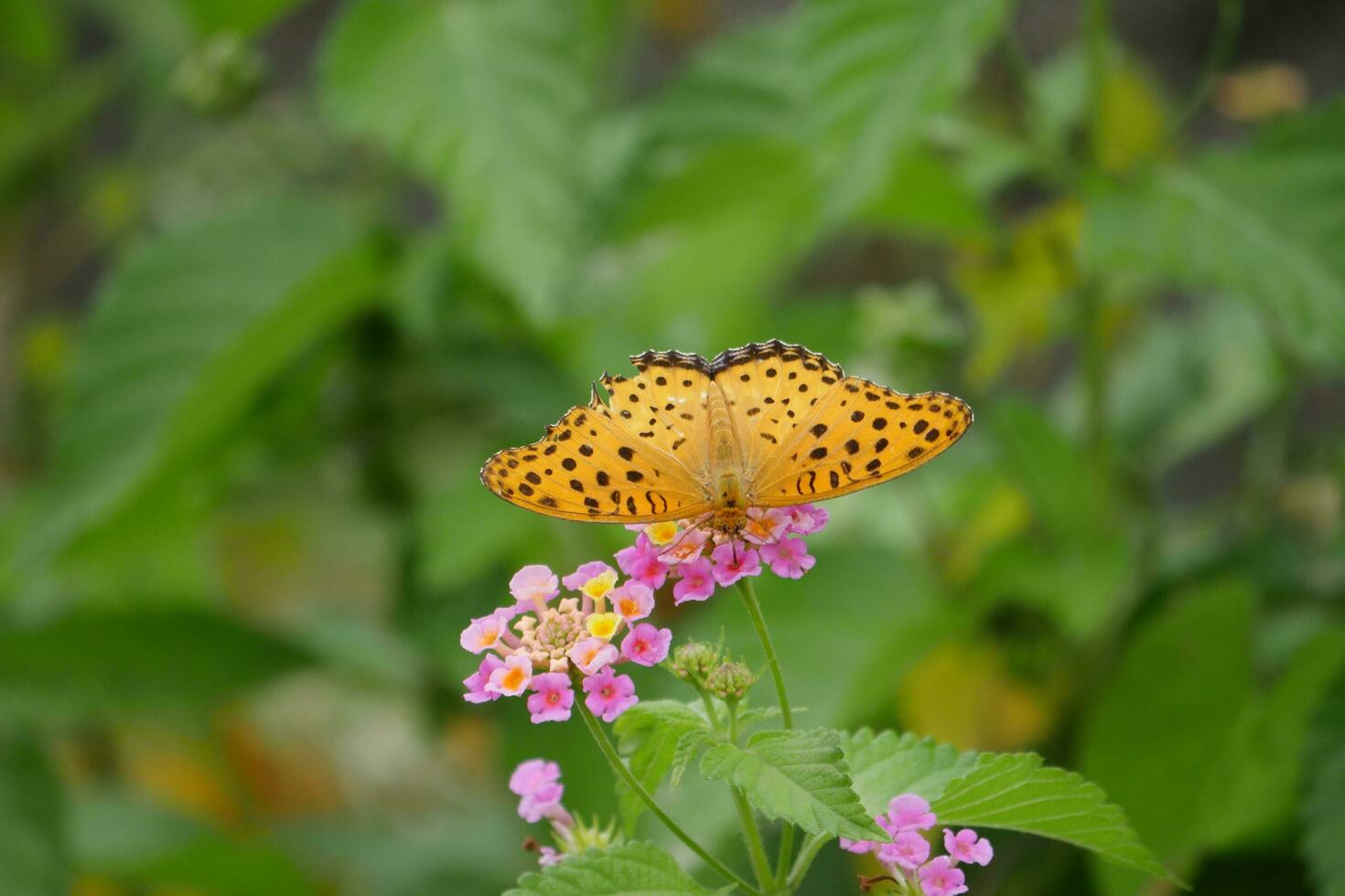 orange butterfly with spotted wings in the wild photo