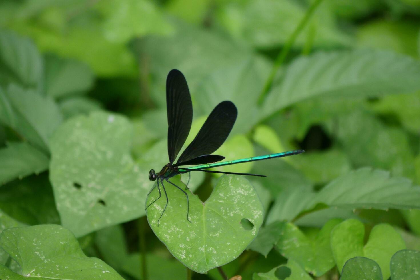 a damselfly with black wings and green body sitting on a leaf photo