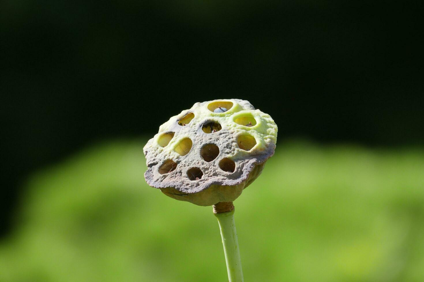 a flower with holes on it is on a stem photo