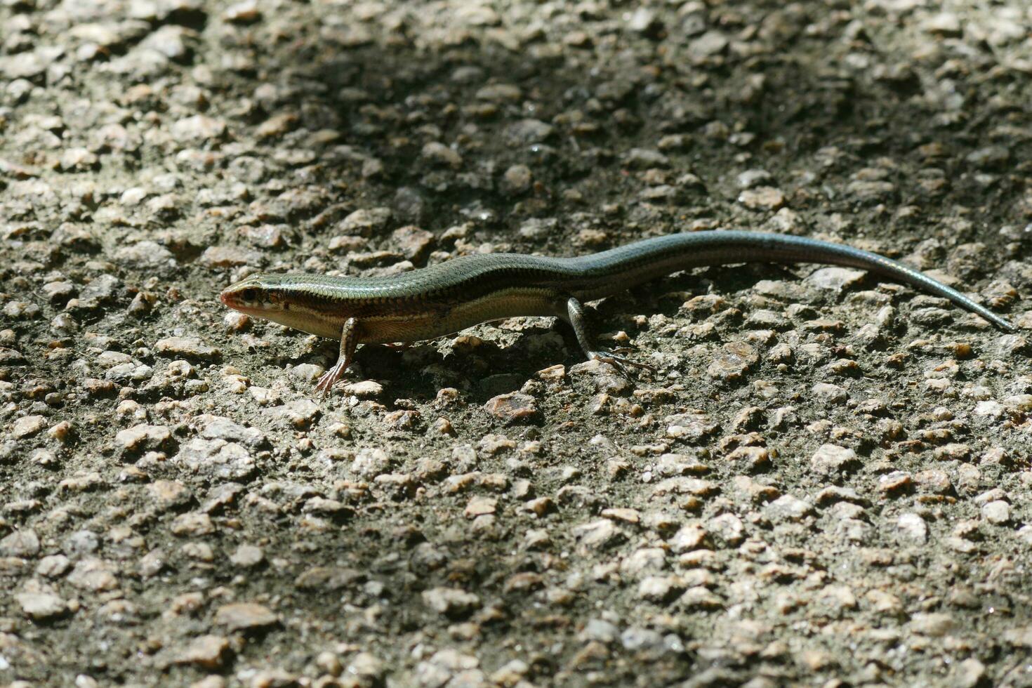 a small lizard on the ground with a long tail photo