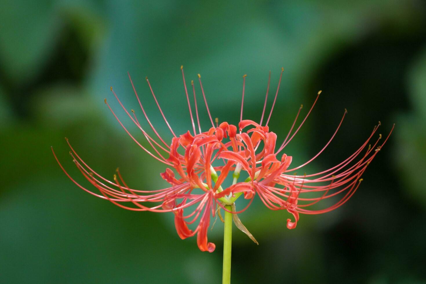a red spider lily flower with long stems photo