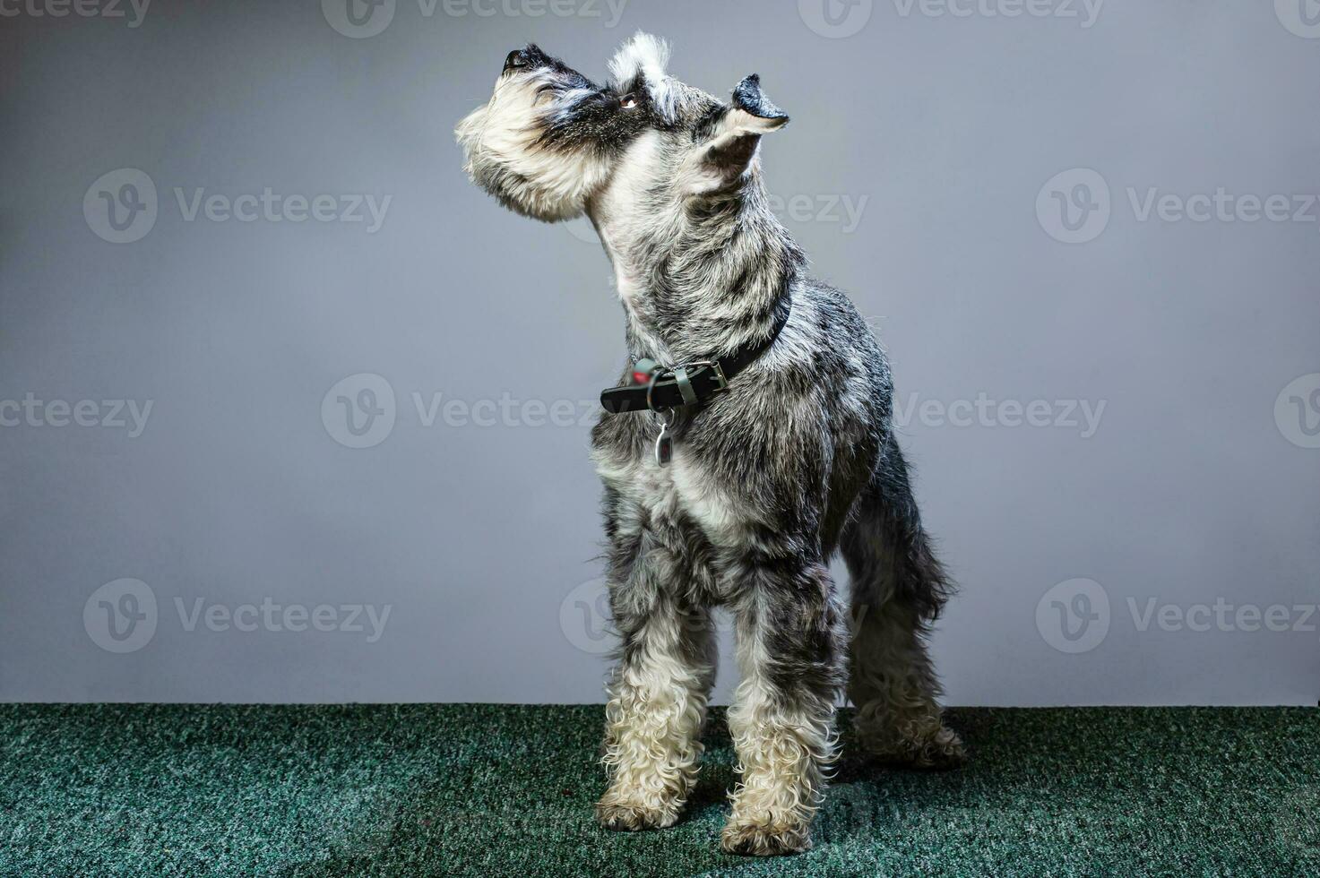 Miniature Schnauzer, 1 year old, standing in front of studio background. photo