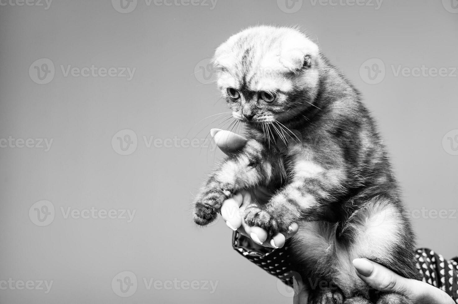 Gray cat with beautiful eyes on a grey background. photo