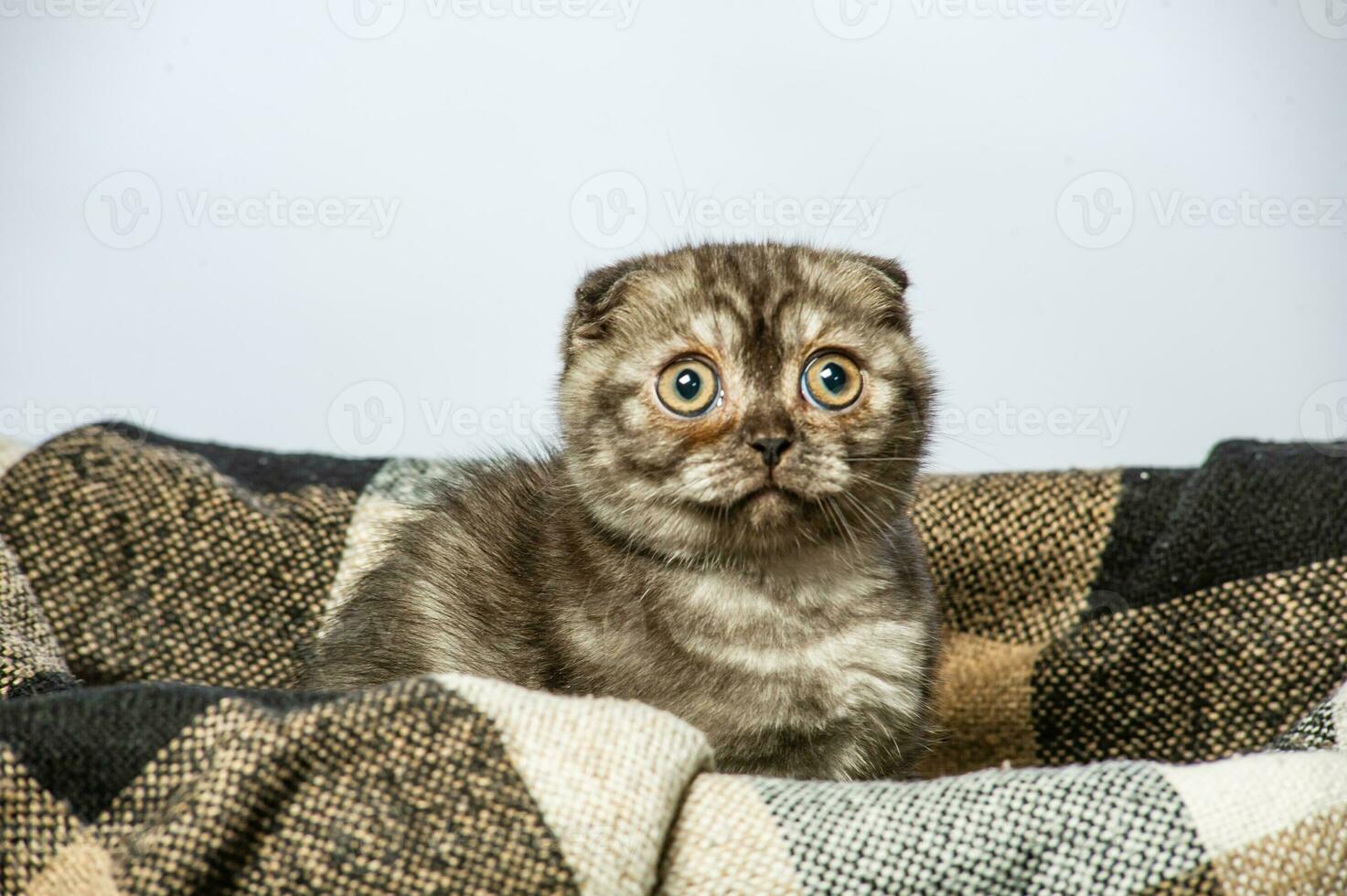 Gray cat with beautiful eyes on a grey background. photo