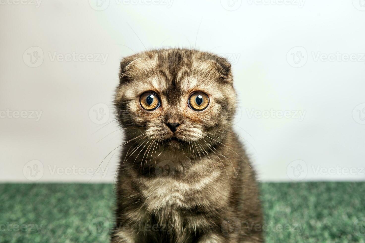 Gray cat with beautiful eyes on a grey background. photo