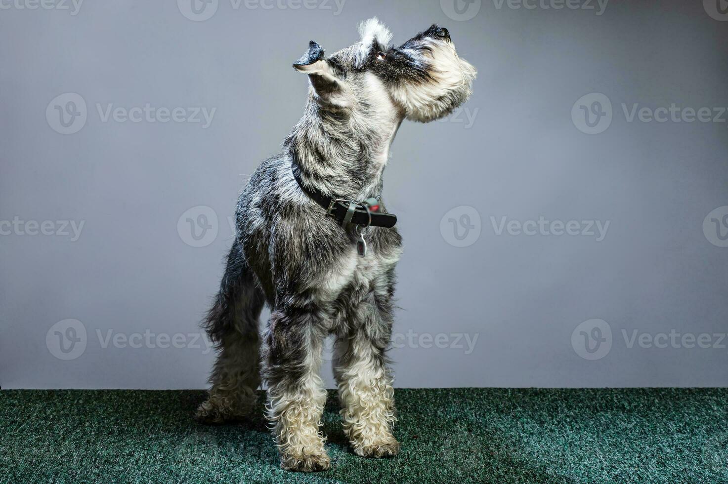 Miniature Schnauzer, 1 year old, standing in front of studio background. photo