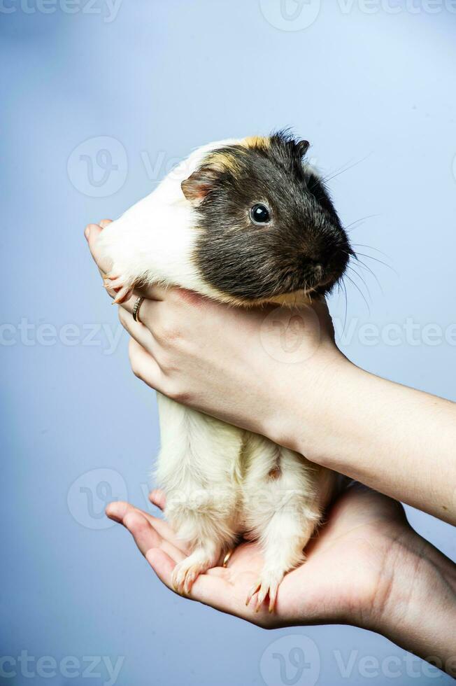 Studio portrait of a guinea pig on blue background photo