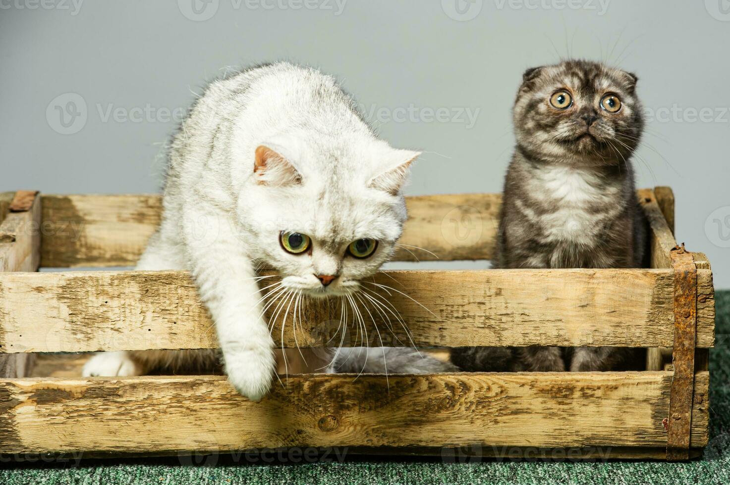 Two gray cats with beautiful eyes on a GREY background. photo