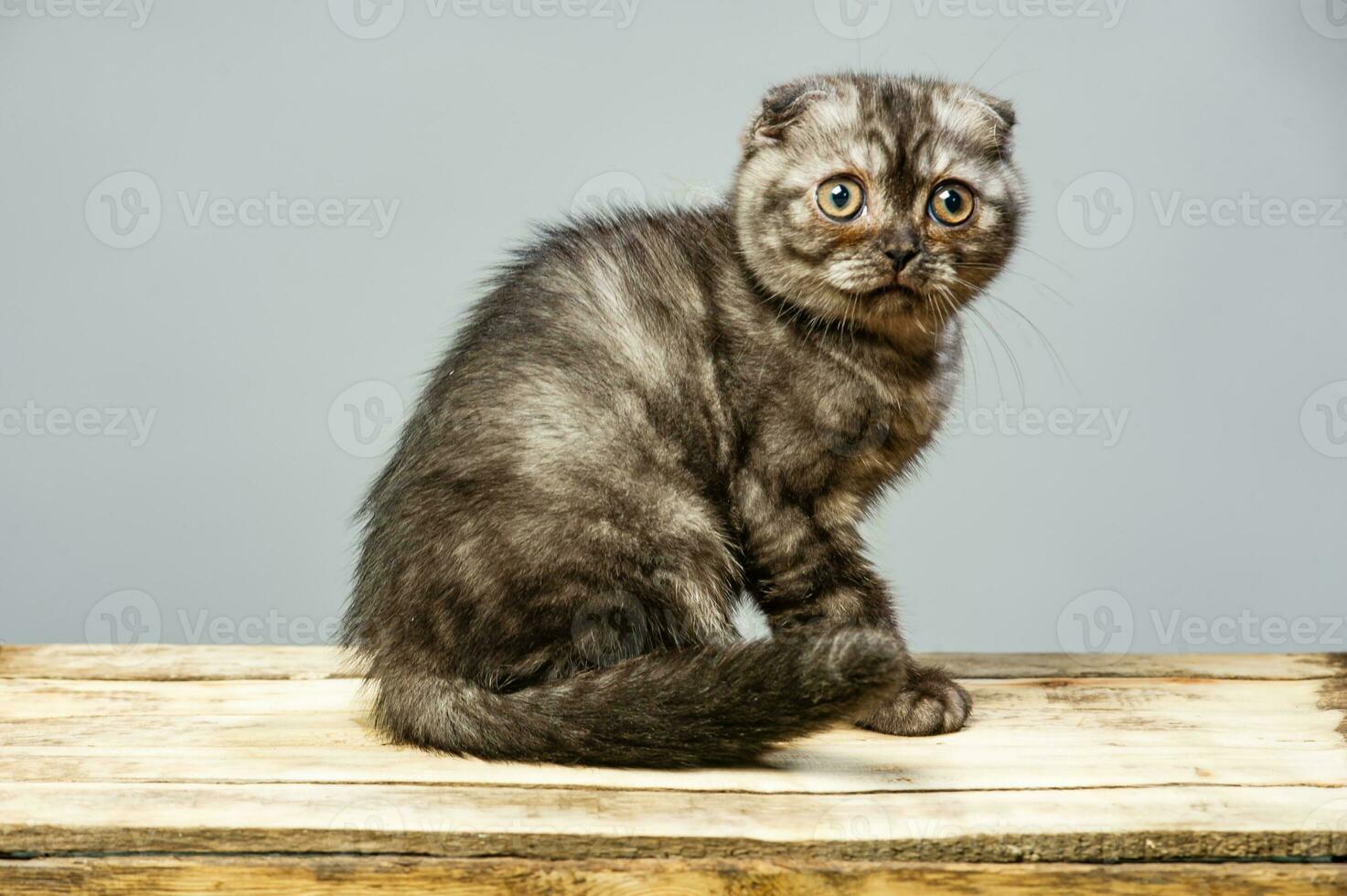 Gray cat with beautiful eyes on a grey background. photo