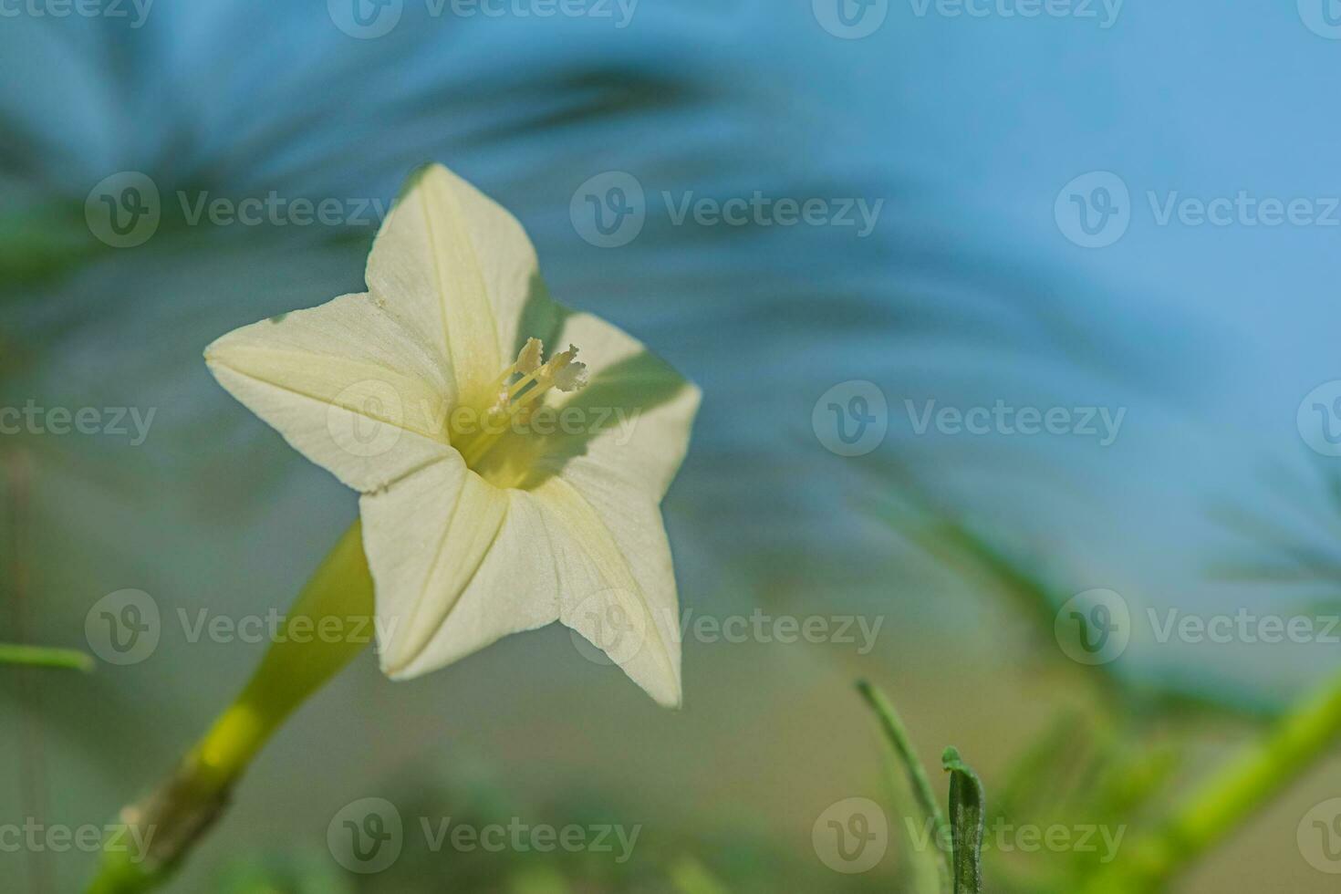 White flower in the shape of a star macro photo. The flower of the weaver kvamoklit. photo