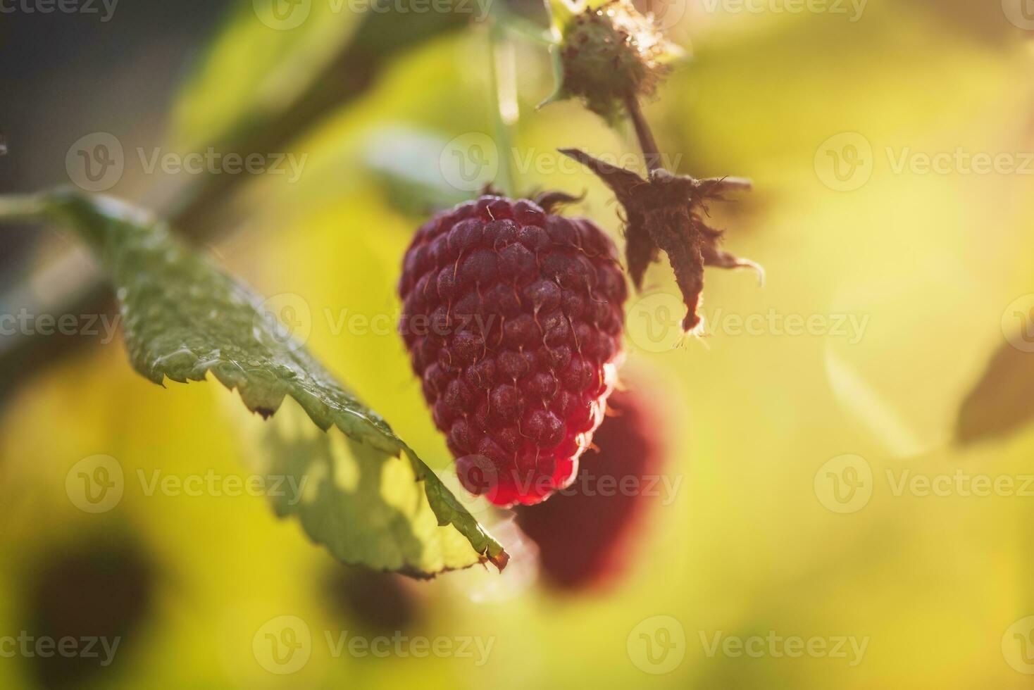 Raspberry berries in sunlight on a bush. Red ripe raspberries grow. photo