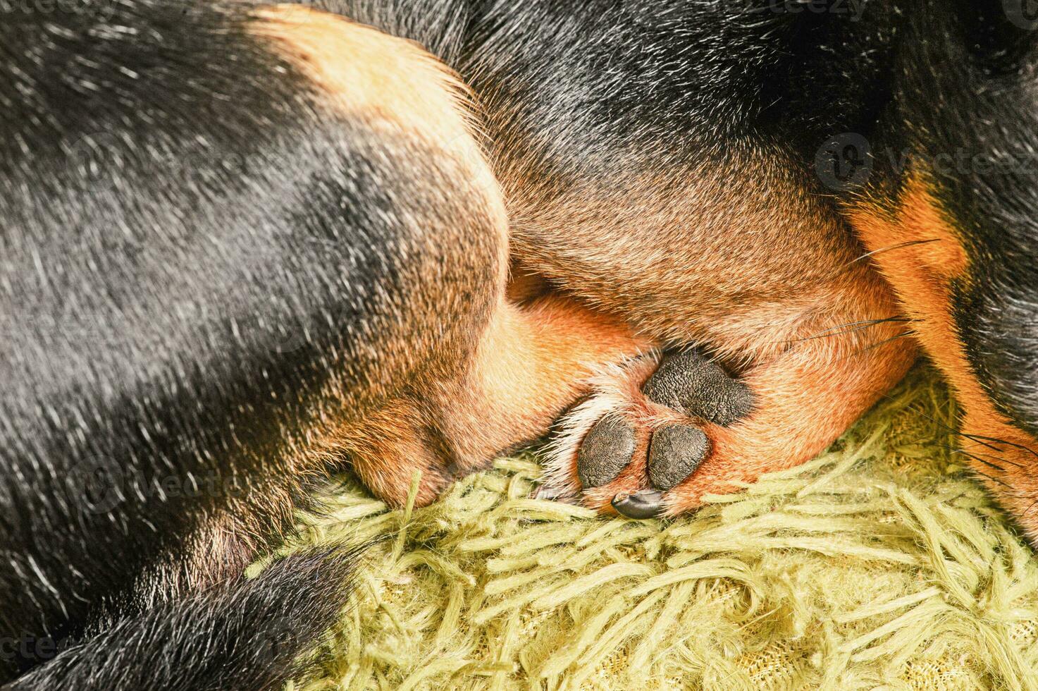Macro photo of the paws of a mini breed dog. Chihuahua paws. The pet is sleeping.