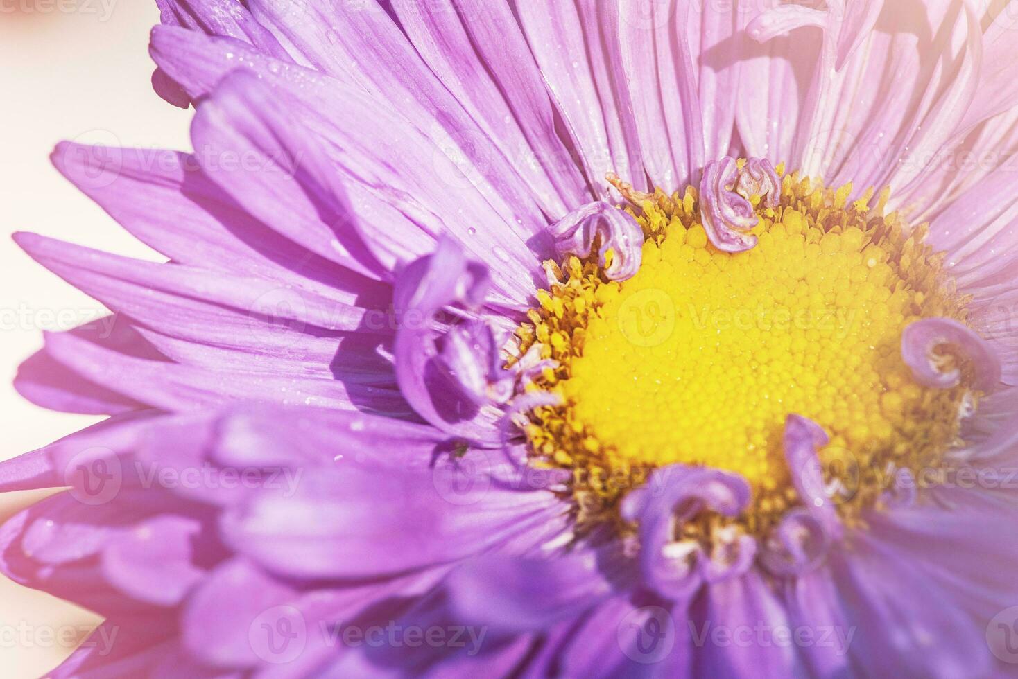 aster flor en luz de sol. macro foto de un púrpura flor.