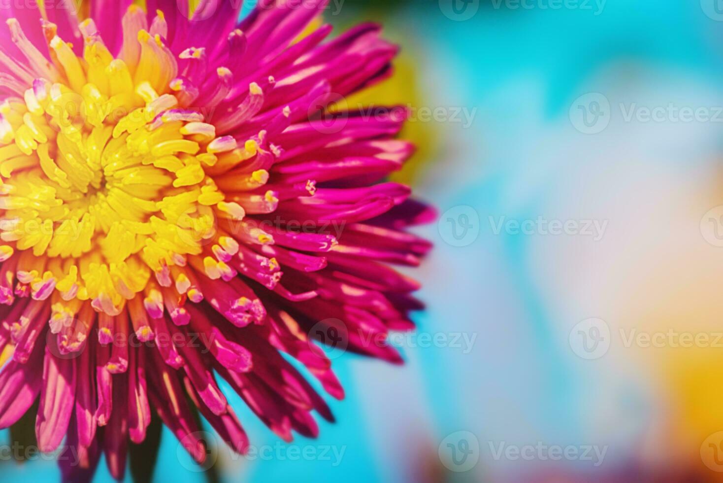 Yellow and pink aster on a blue background. Macro photo of a flower in sunlight.