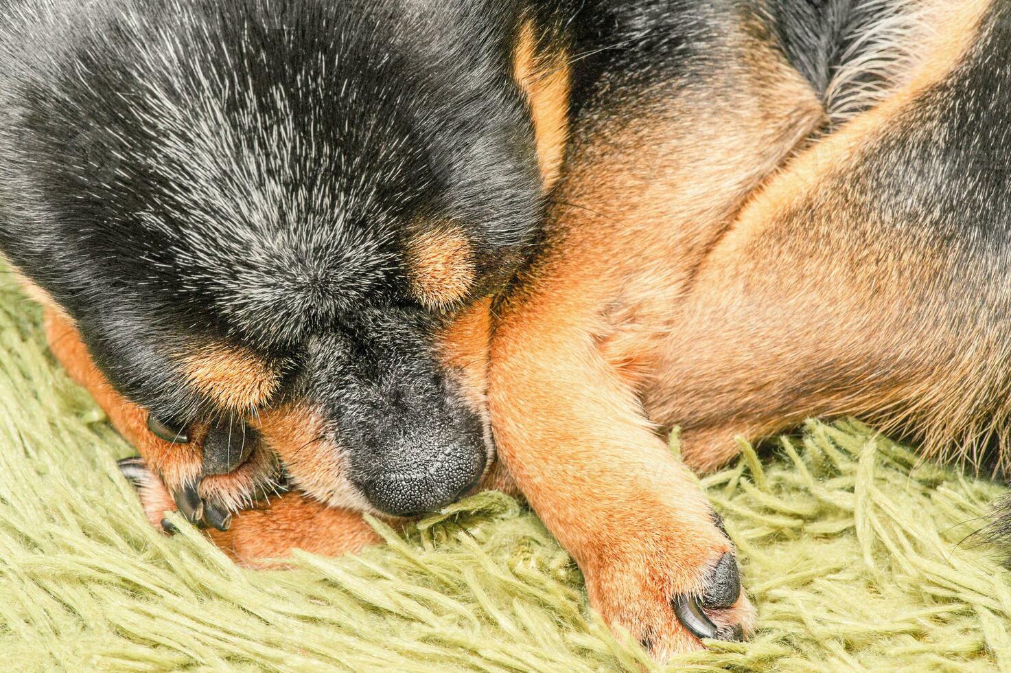Chihuahua dog sleeping macro photo. Animal, pet. Mini dog breed. photo