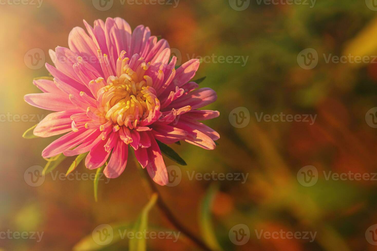 Pink aster on an autumn background. A flower in sunlight. photo