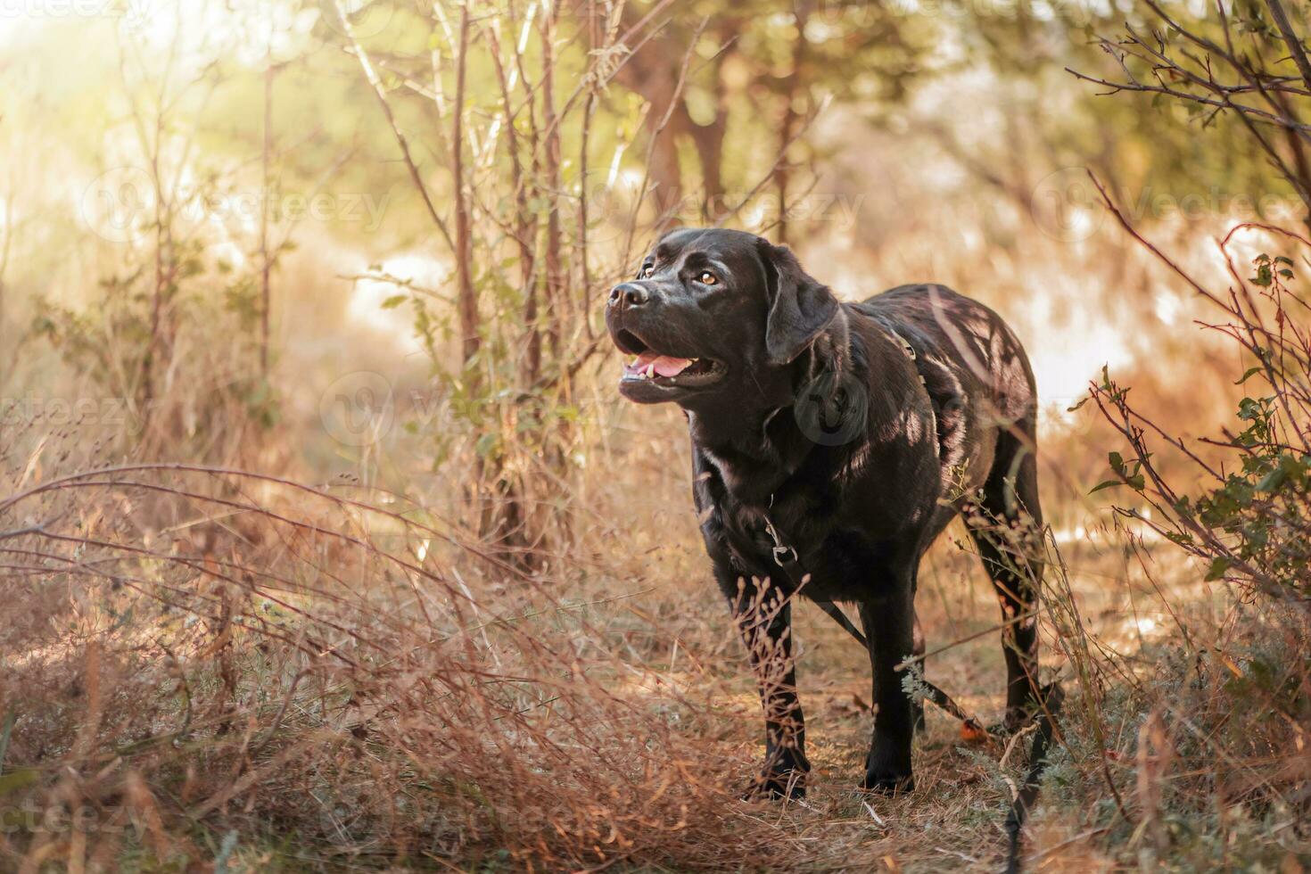 Black labrador retriever on a walk in the forest. Dog in black ammunition portrait of a pet. photo