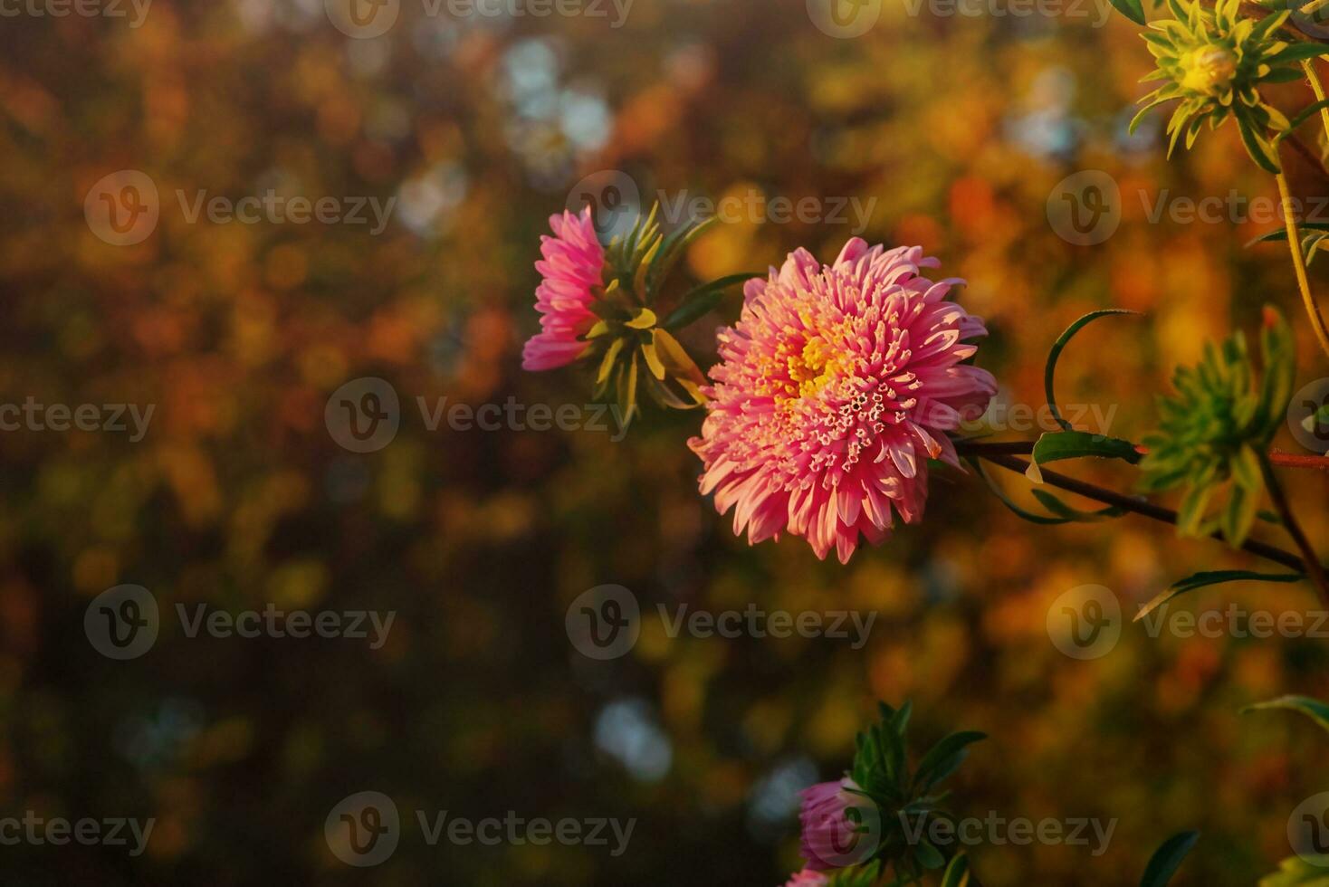 Pink aster on an autumn background. A flower in sunlight. photo