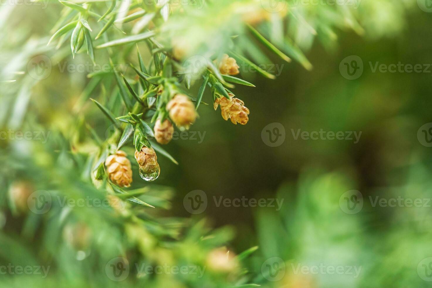 Decorative coniferous shrub. Coniferous plant with small cones. photo