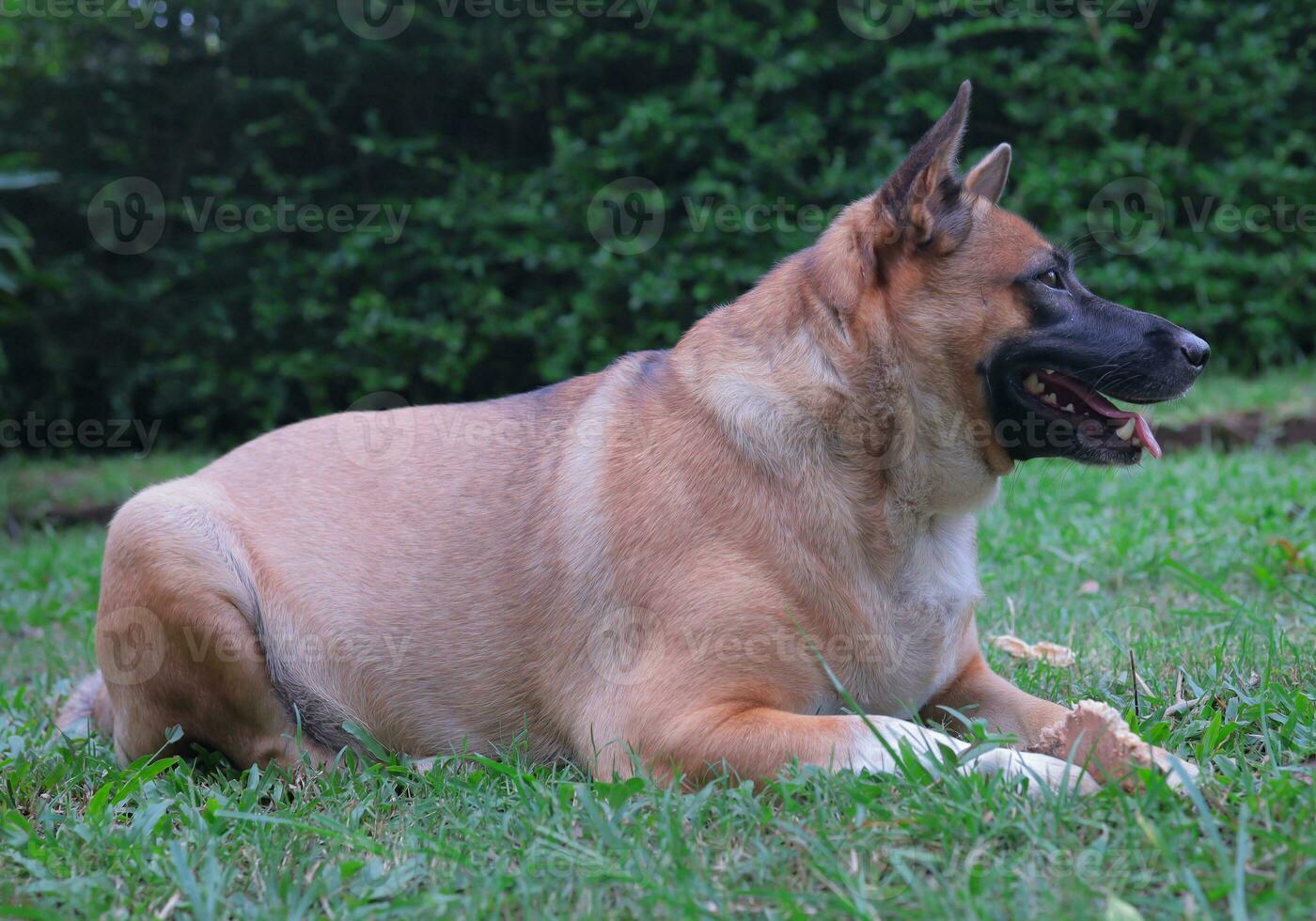 brown dog mixed breed dog outdoors on a green lawn. Thai dog photo