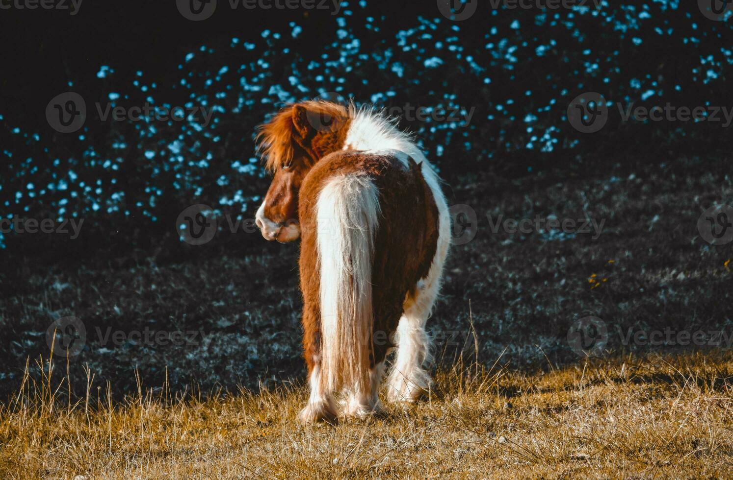Wild pony in the meadows photo