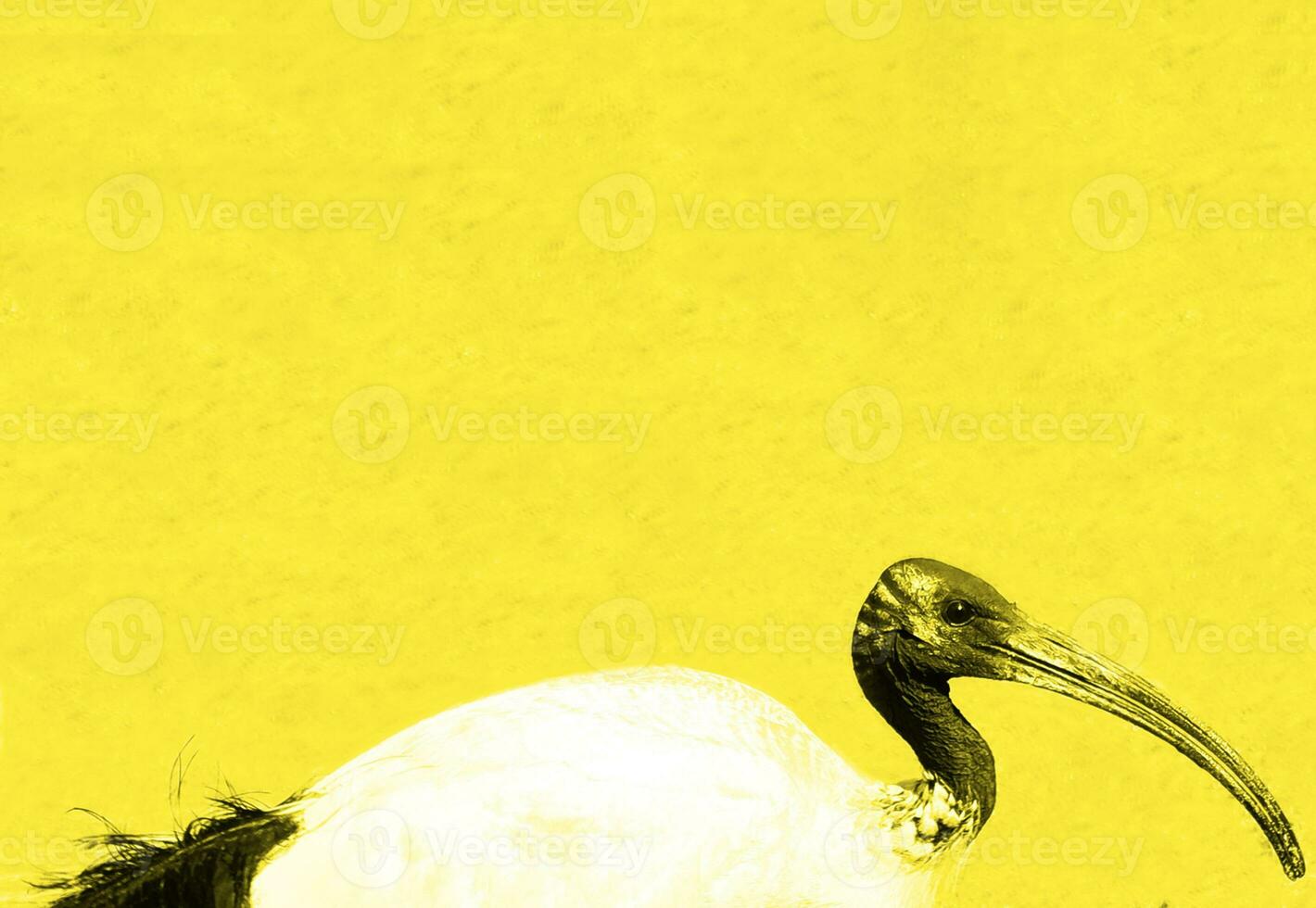 IBIS bird with yellow background photo