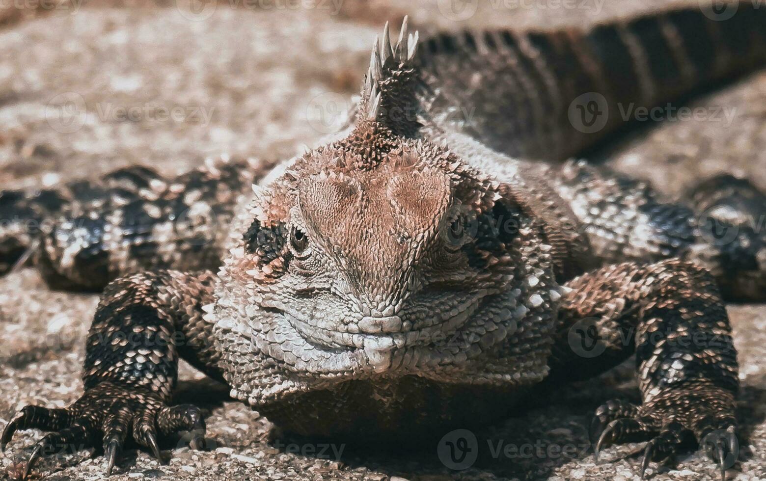 Australian water dragon photo