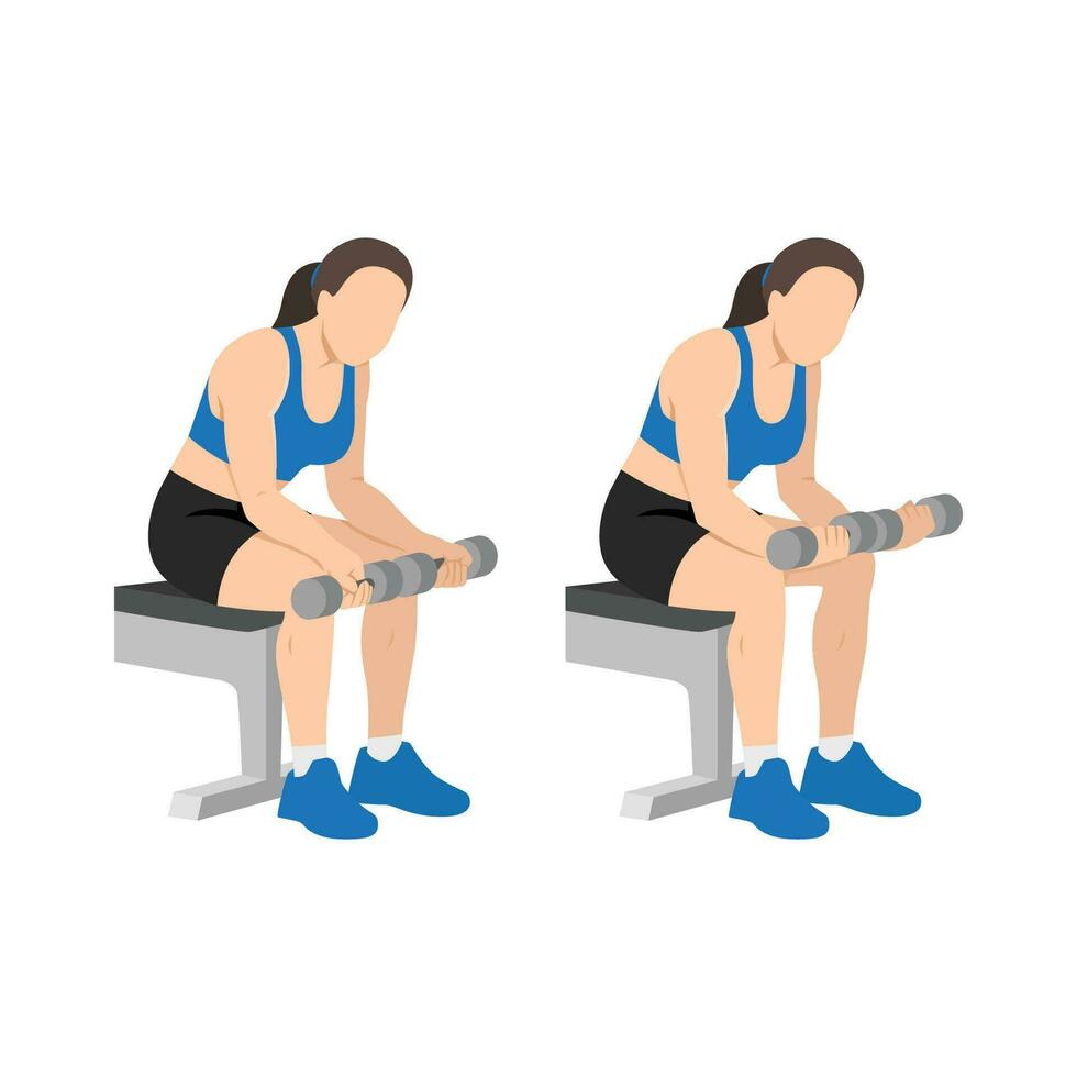 Woman doing seated dumbbell palm up wrist curls or forearm curls exercise. vector